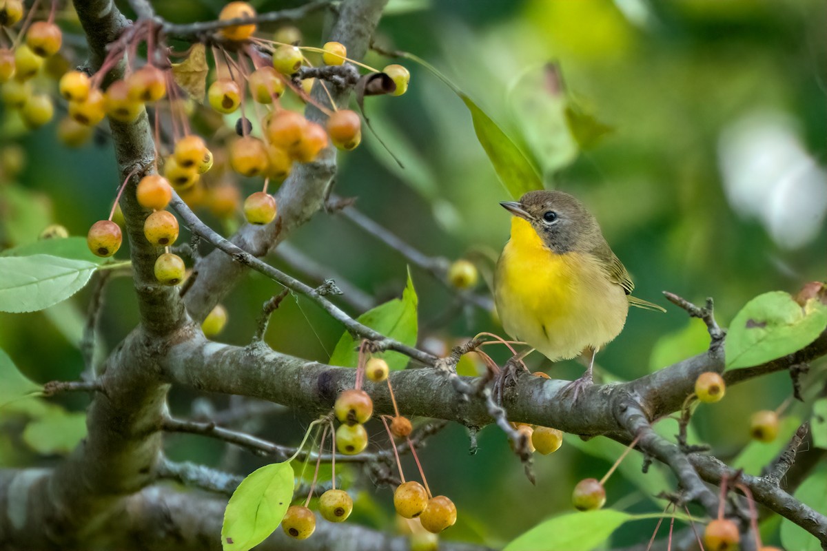 Common Yellowthroat - ML642239529