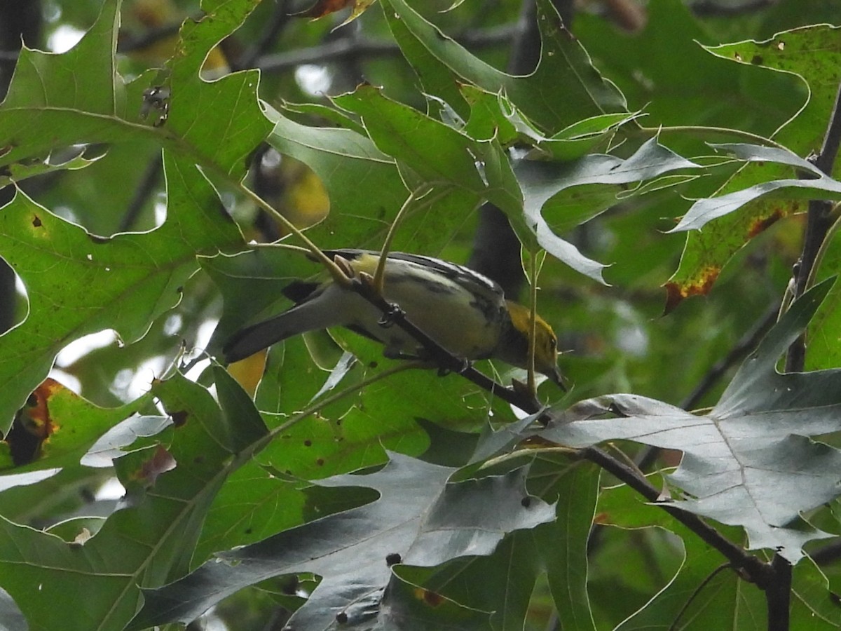 Black-throated Green Warbler - ML642239531