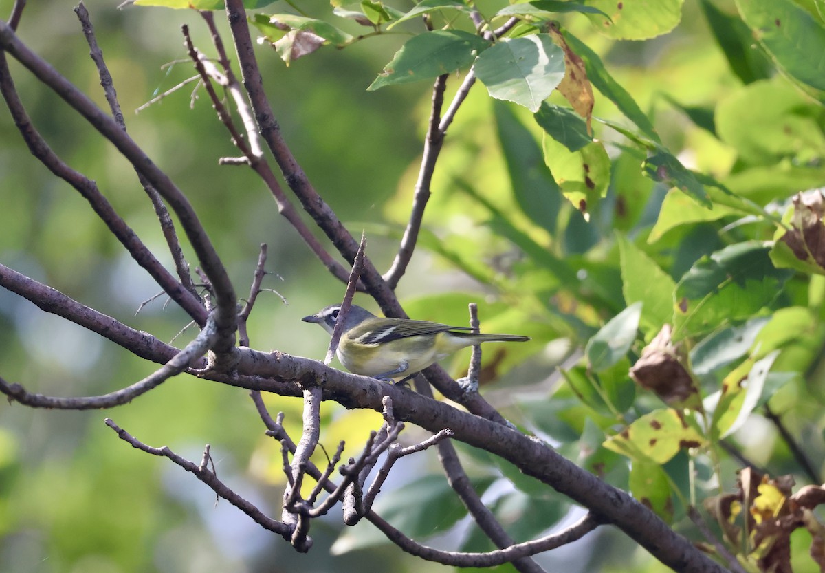 Blue-headed Vireo - ML642239532