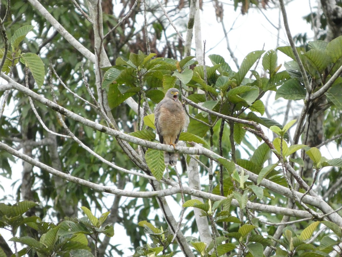 Roadside Hawk - ML642239533