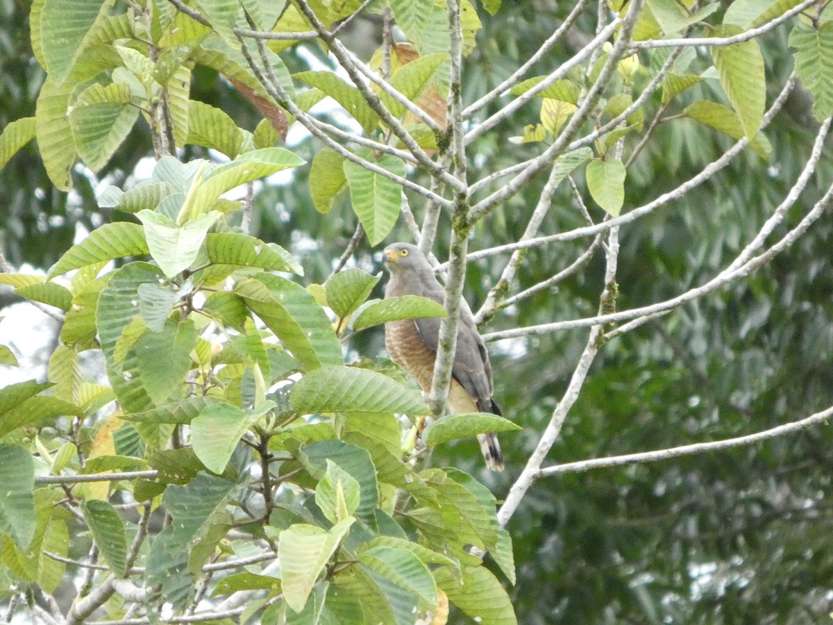 Roadside Hawk - ML642239534