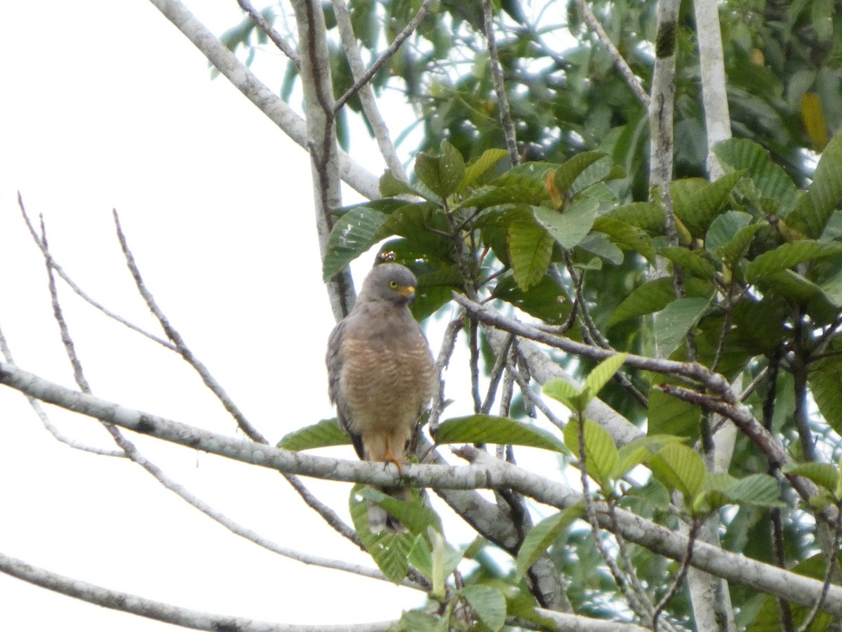 Roadside Hawk - ML642239535