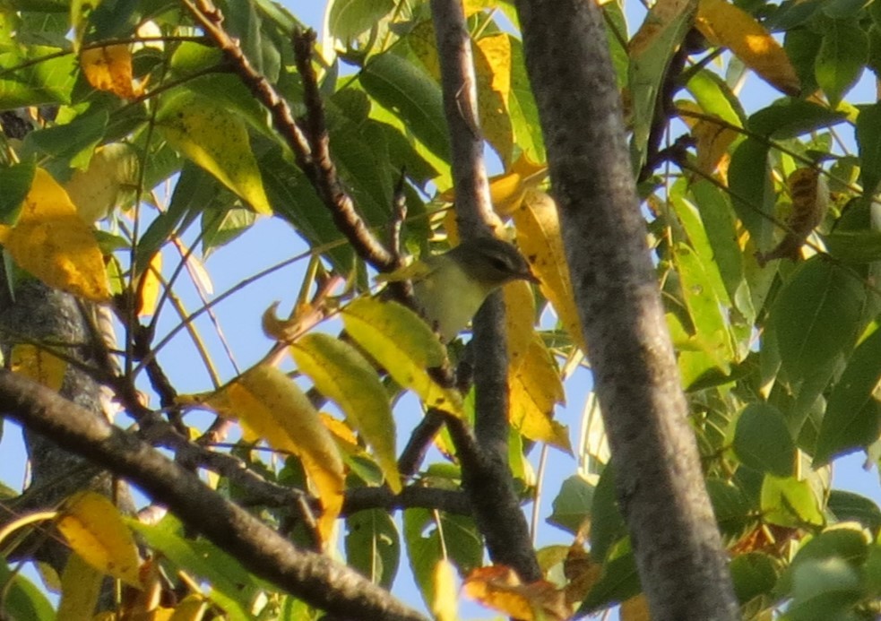 Vireo de Filadelfia - ML642239542