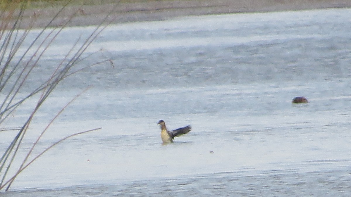 Smew - ML642239595