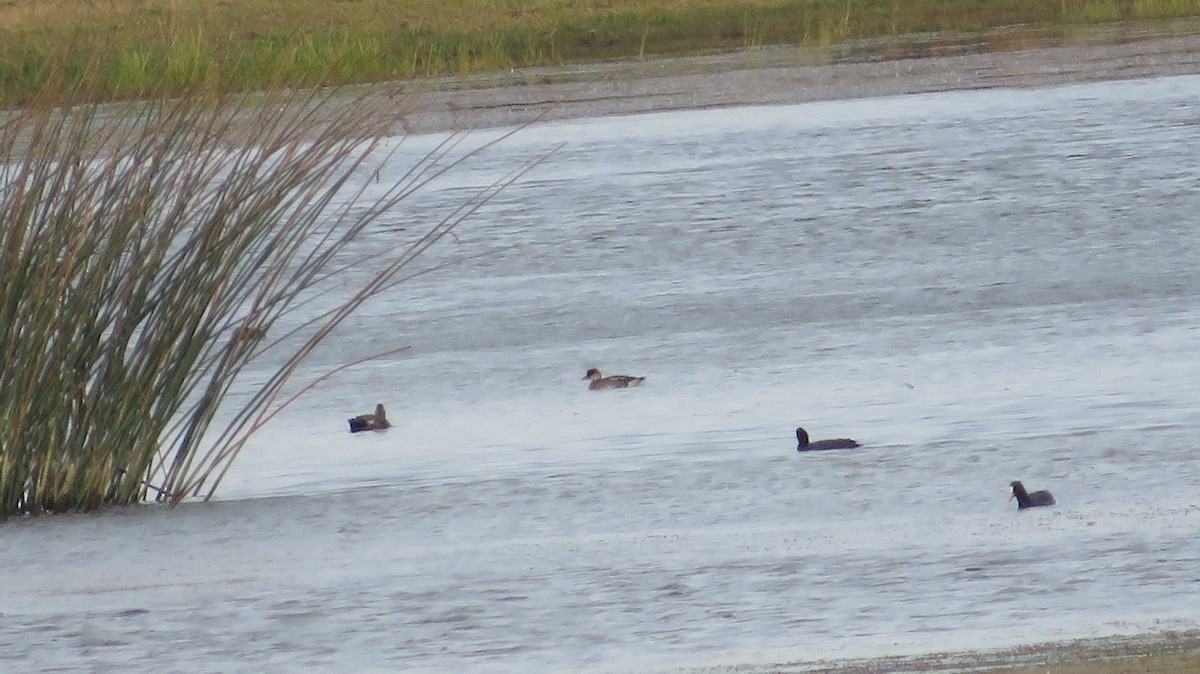 Smew - ML642239596