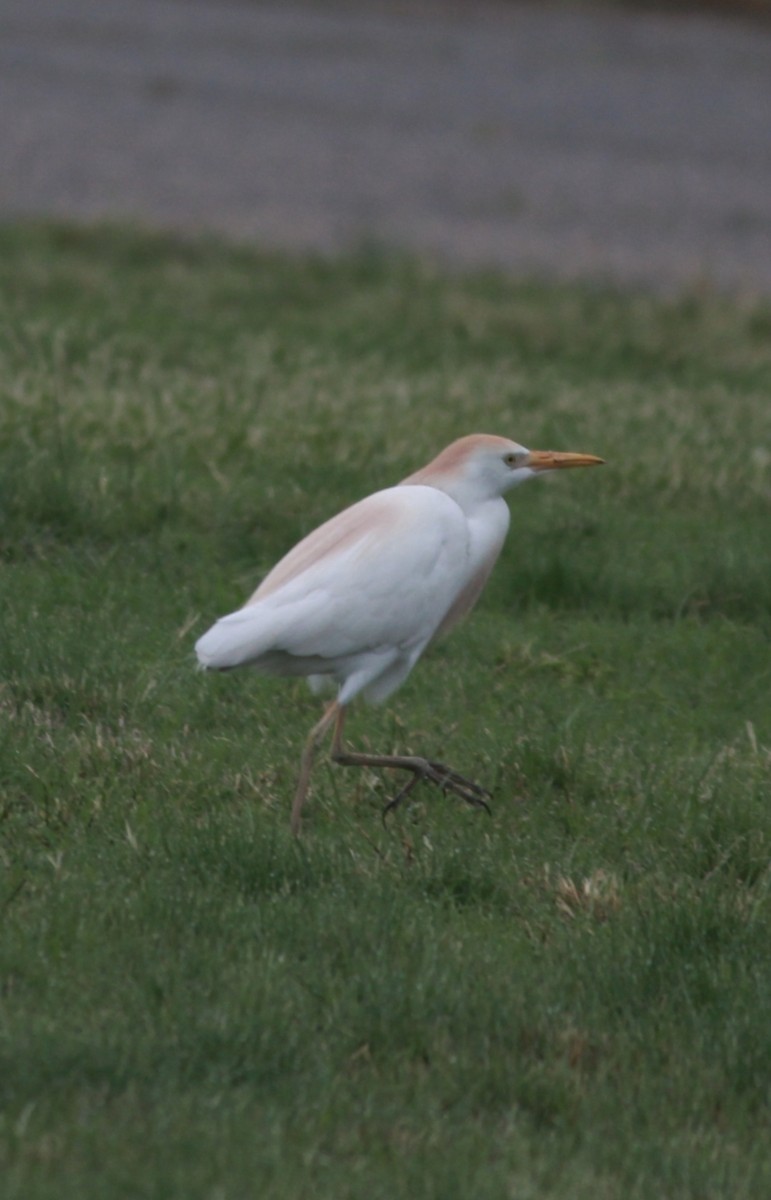 Western Cattle-Egret - ML642239617