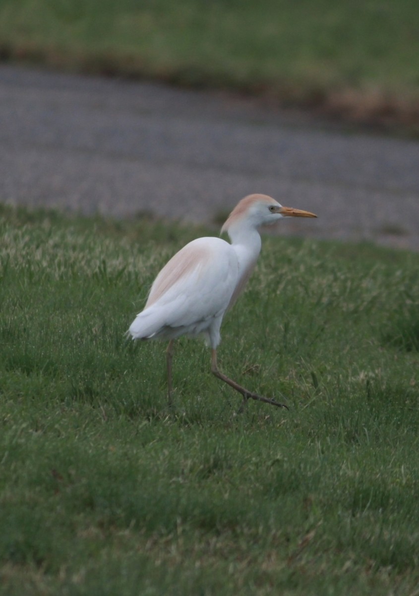 Western Cattle-Egret - ML642239618