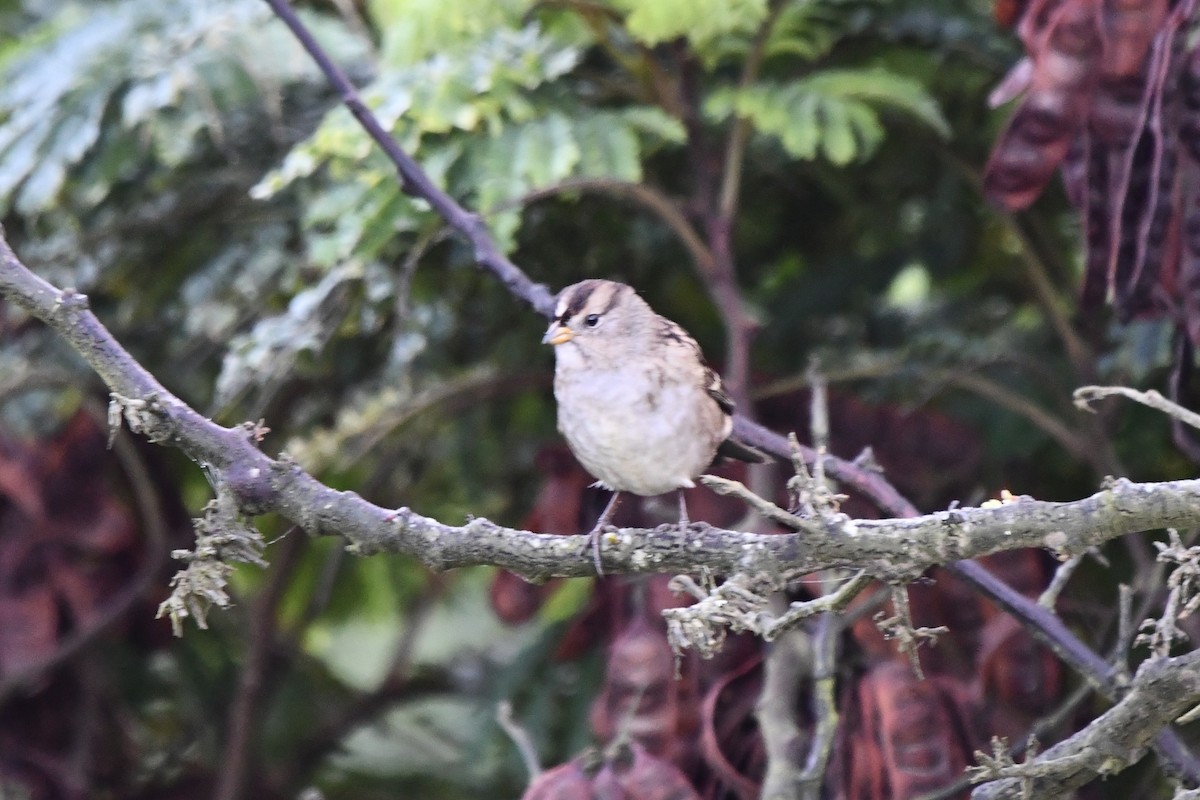 White-crowned Sparrow - ML642239643