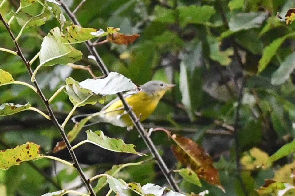 Magnolia Warbler - ML642239661
