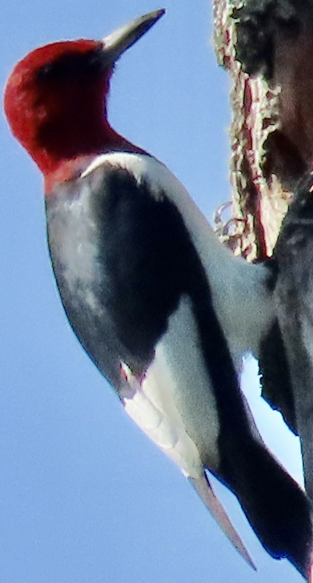 ズアカキツツキ - ML642239671
