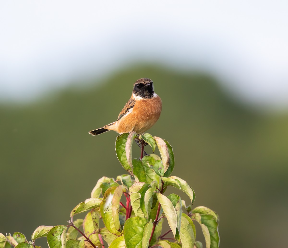 European Stonechat - ML642239688