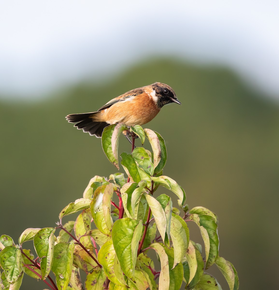 European Stonechat - ML642239689