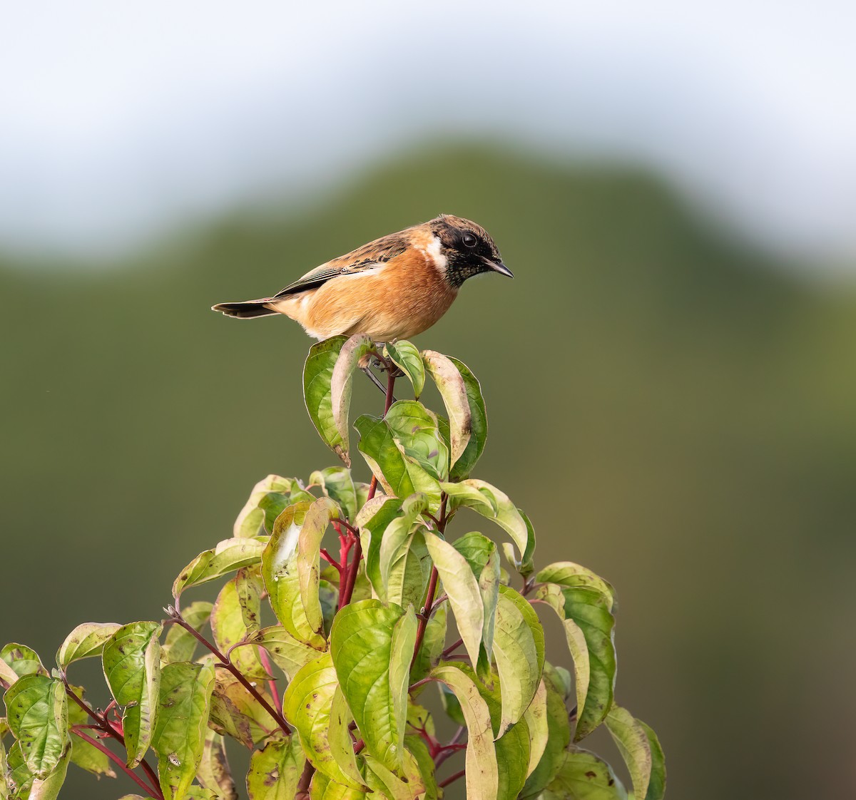 European Stonechat - ML642239690