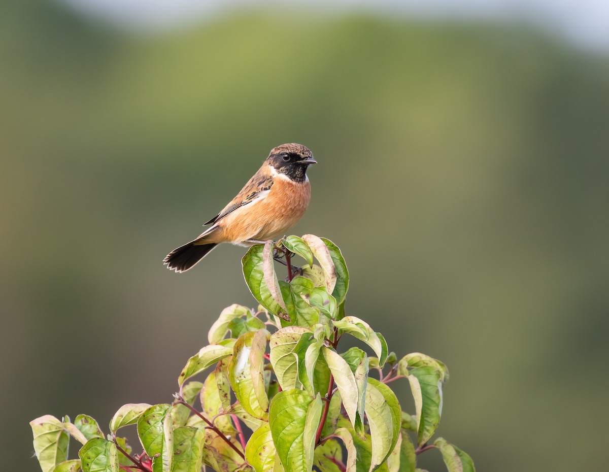 European Stonechat - ML642239691