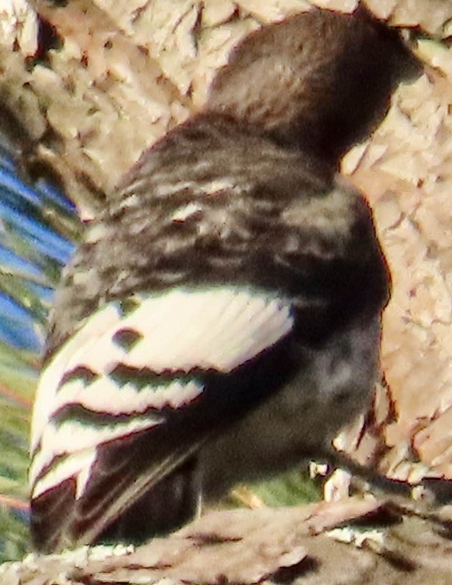 ズアカキツツキ - ML642239725