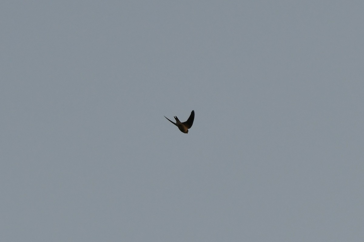 låvesvale - ML642239734
