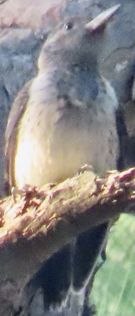 ズアカキツツキ - ML642239735