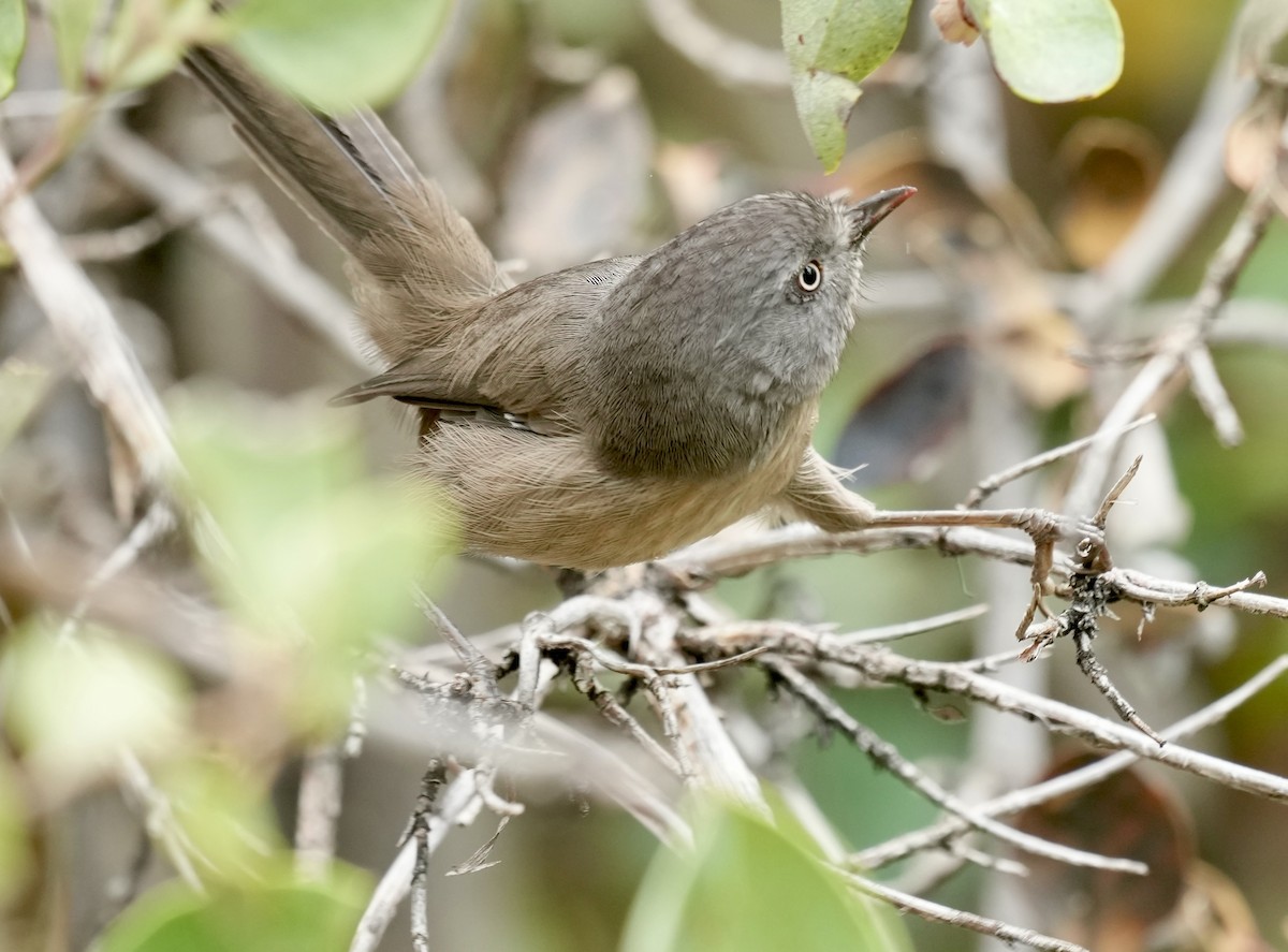 chaparralfugl - ML642239736