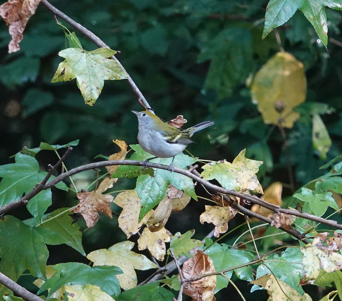 brunsideparula - ML642239738