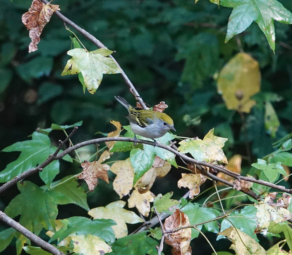 brunsideparula - ML642239740