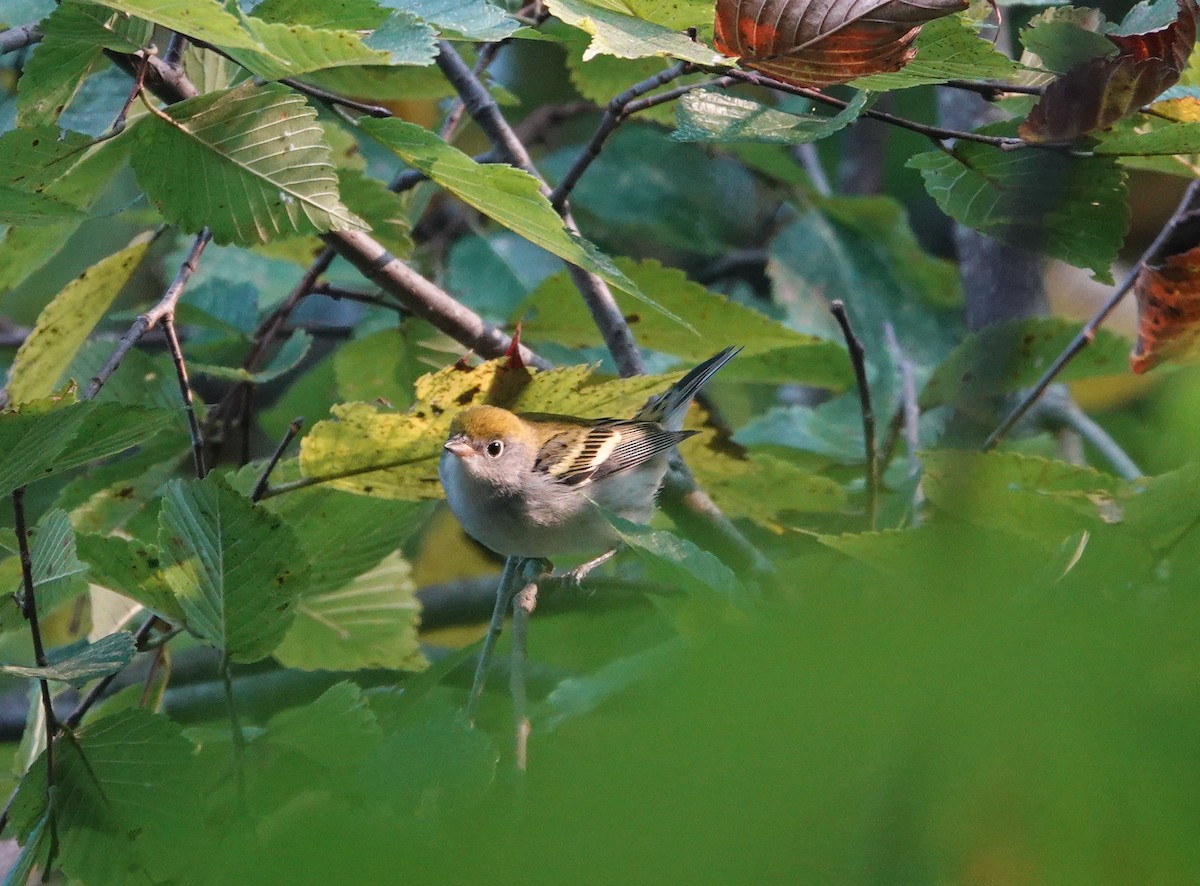 brunsideparula - ML642239741