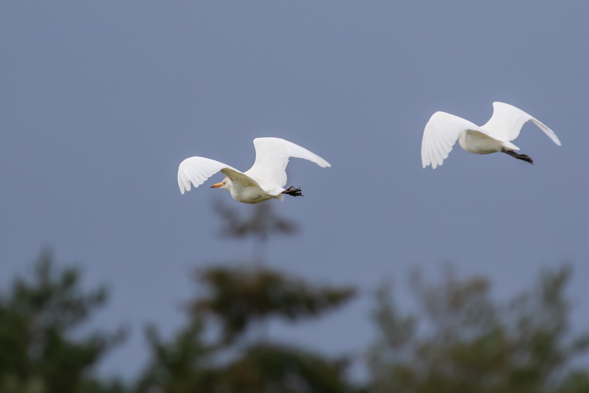 Western Cattle-Egret - ML642239750