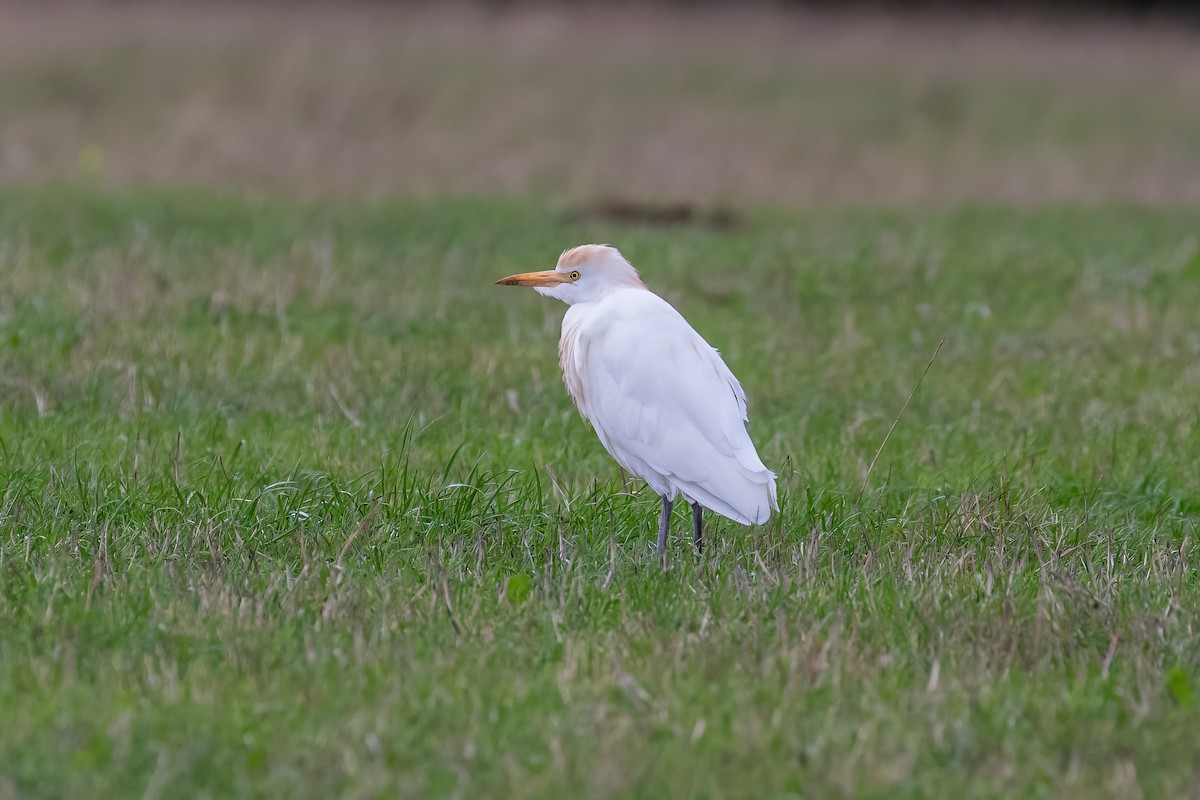 Western Cattle-Egret - ML642239751