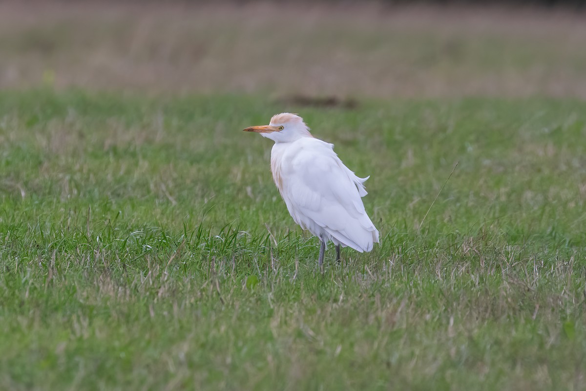 Western Cattle-Egret - ML642239754