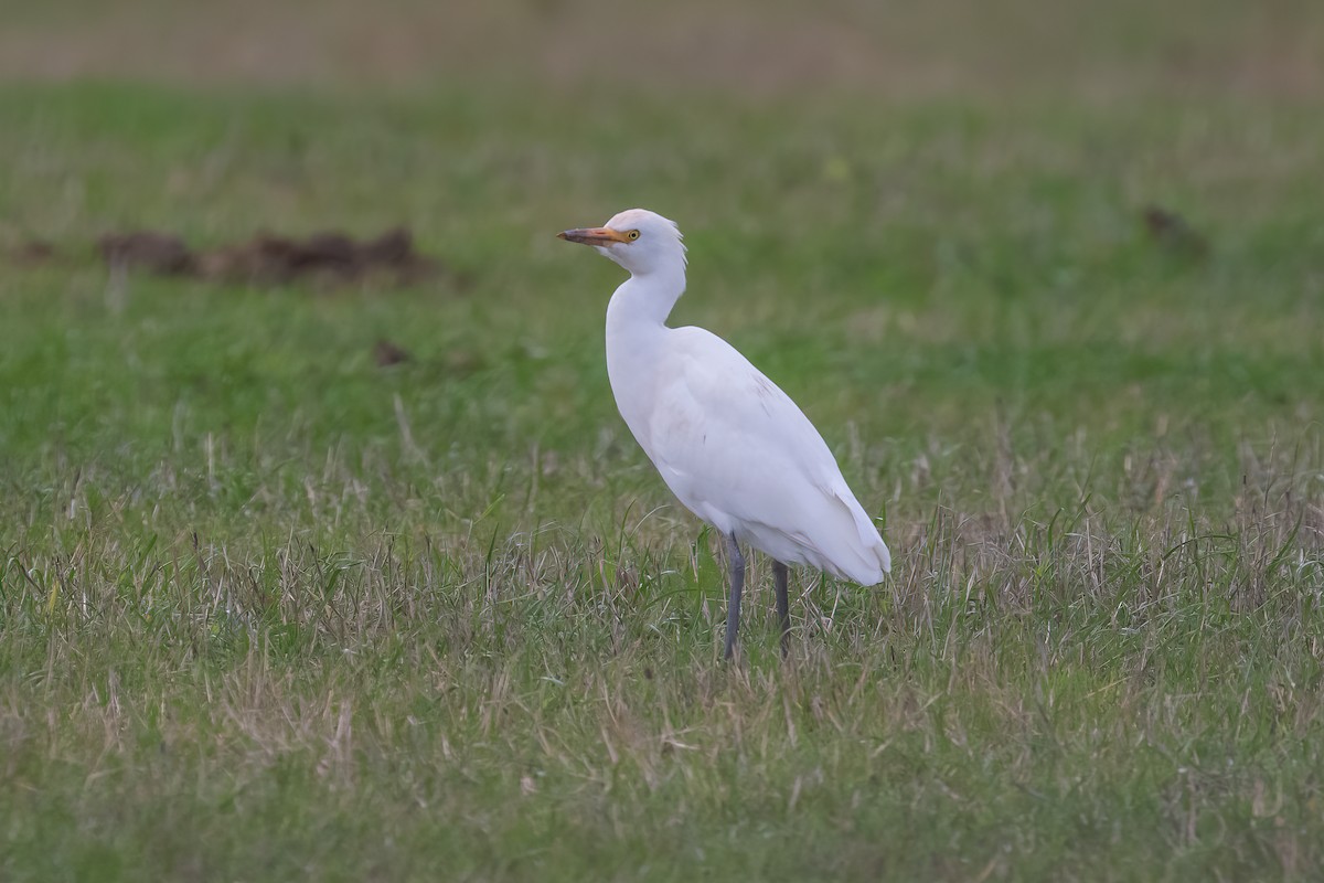 Western Cattle-Egret - ML642239755