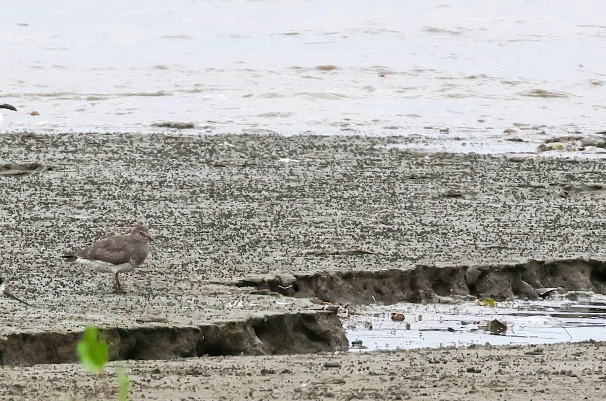 brottsnipe - ML642239756