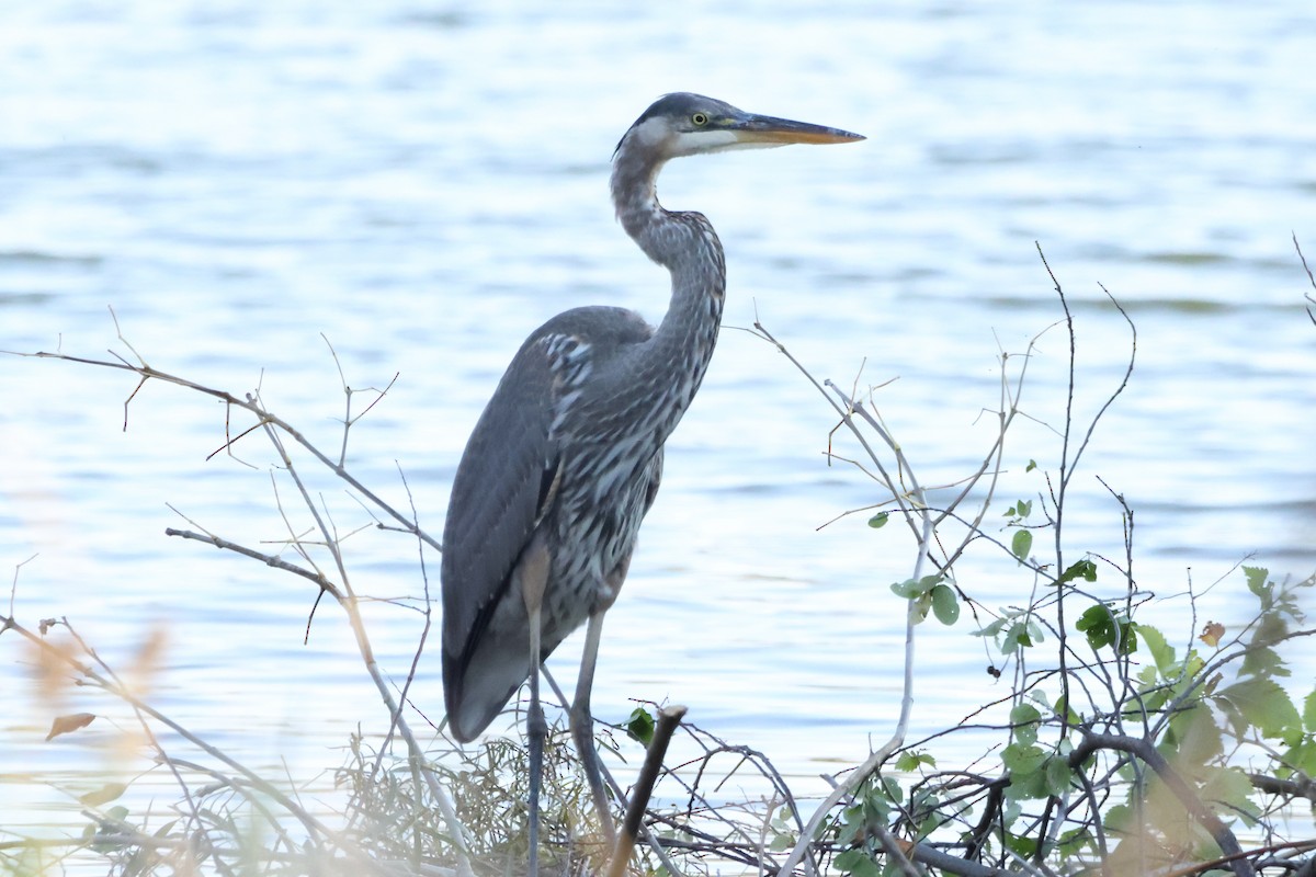 Great Blue Heron - ML642239778