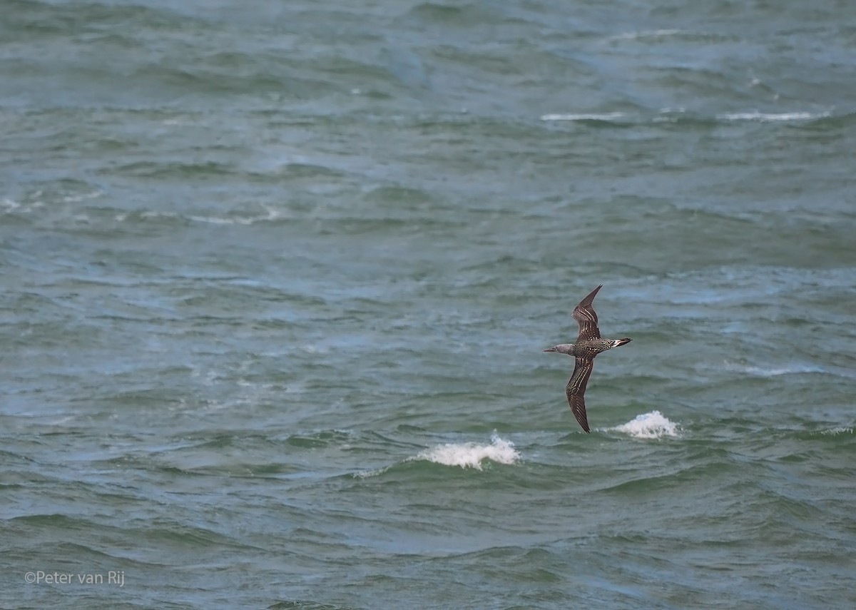 Northern Gannet - ML642239779