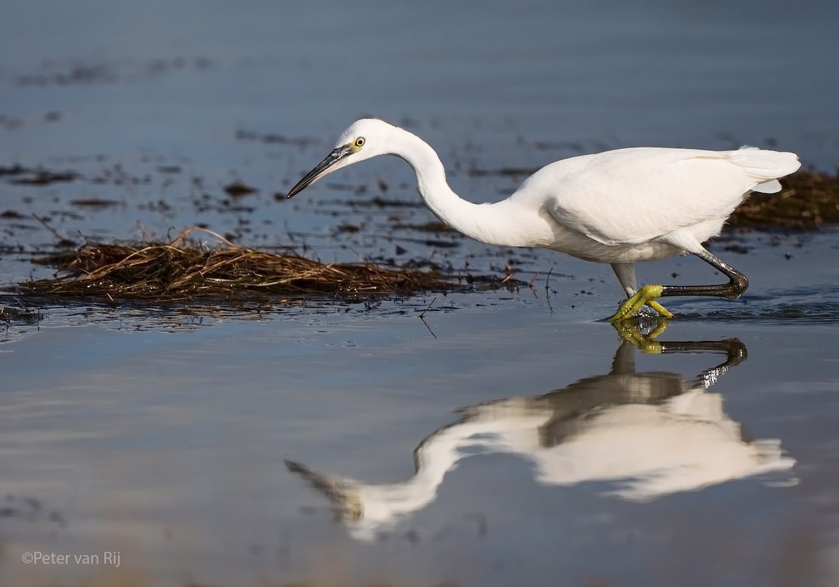 Little Egret - ML642239790