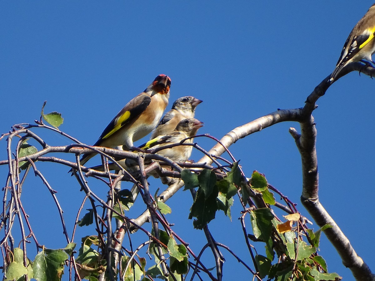 European Goldfinch - ML642239799