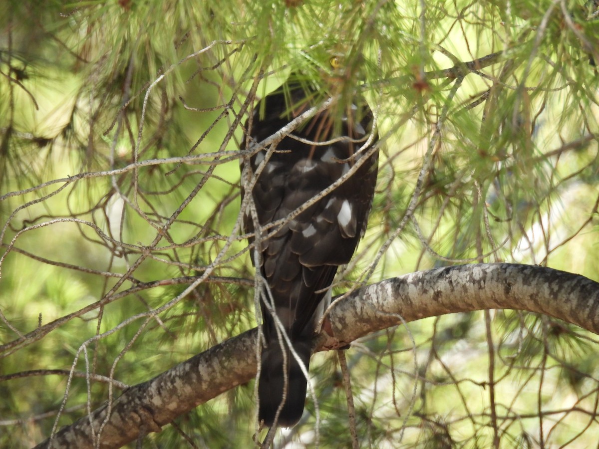 Eurasian Sparrowhawk - ML642239816