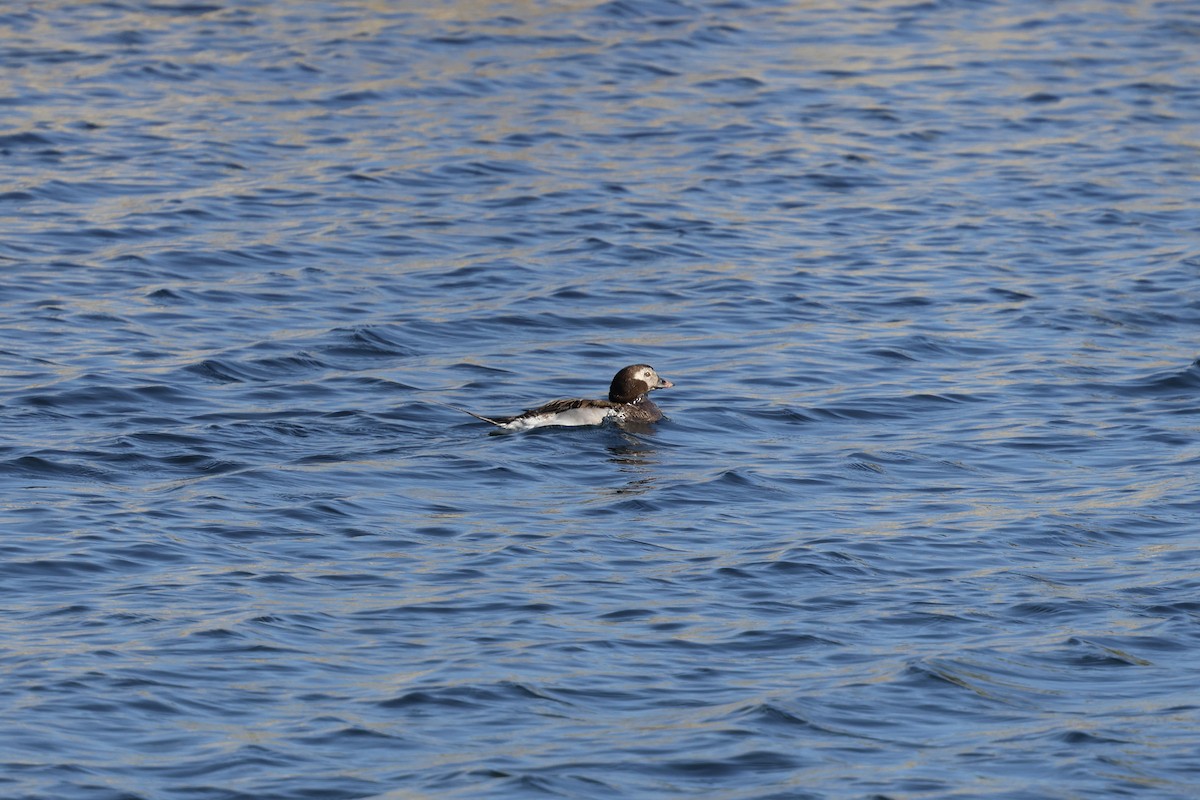 Long-tailed Duck - ML642239854