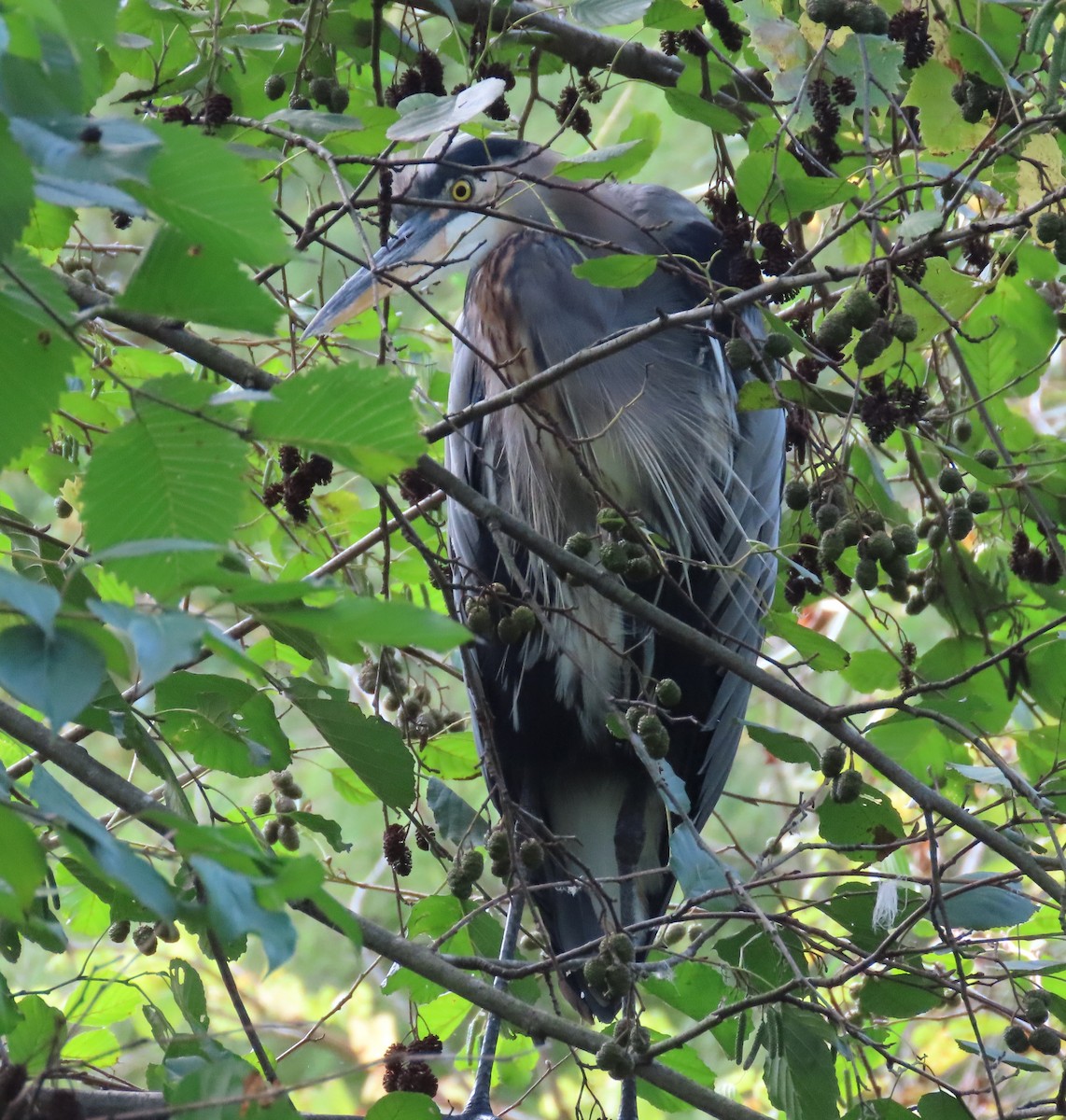 Great Blue Heron - ML642239862