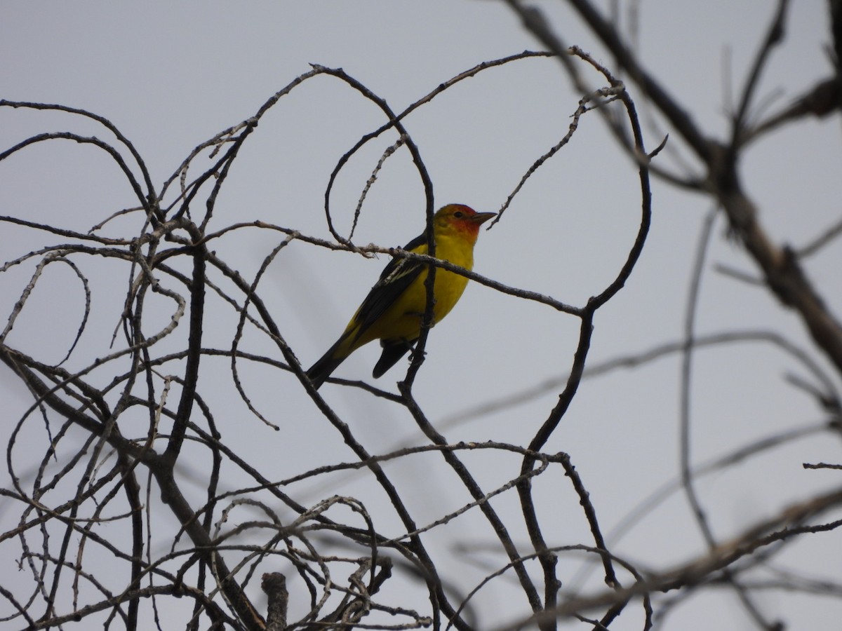 Western Tanager - ML642239913