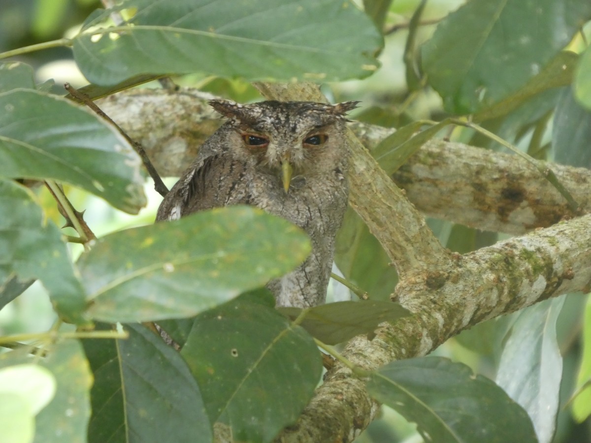 Pacific Screech-Owl - ML642239929