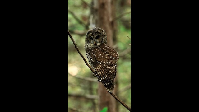 Barred Owl - ML642239936