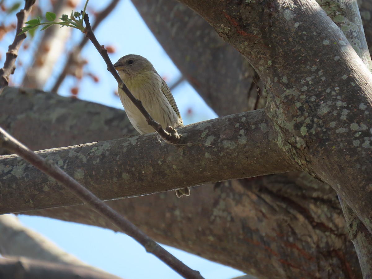 Saffron Finch - ML642239943