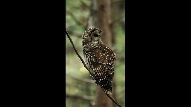 アメリカフクロウ - ML642239946