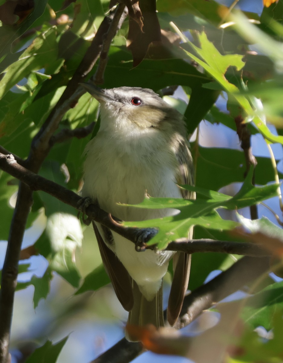 Kızıl Gözlü Vireo - ML642239952