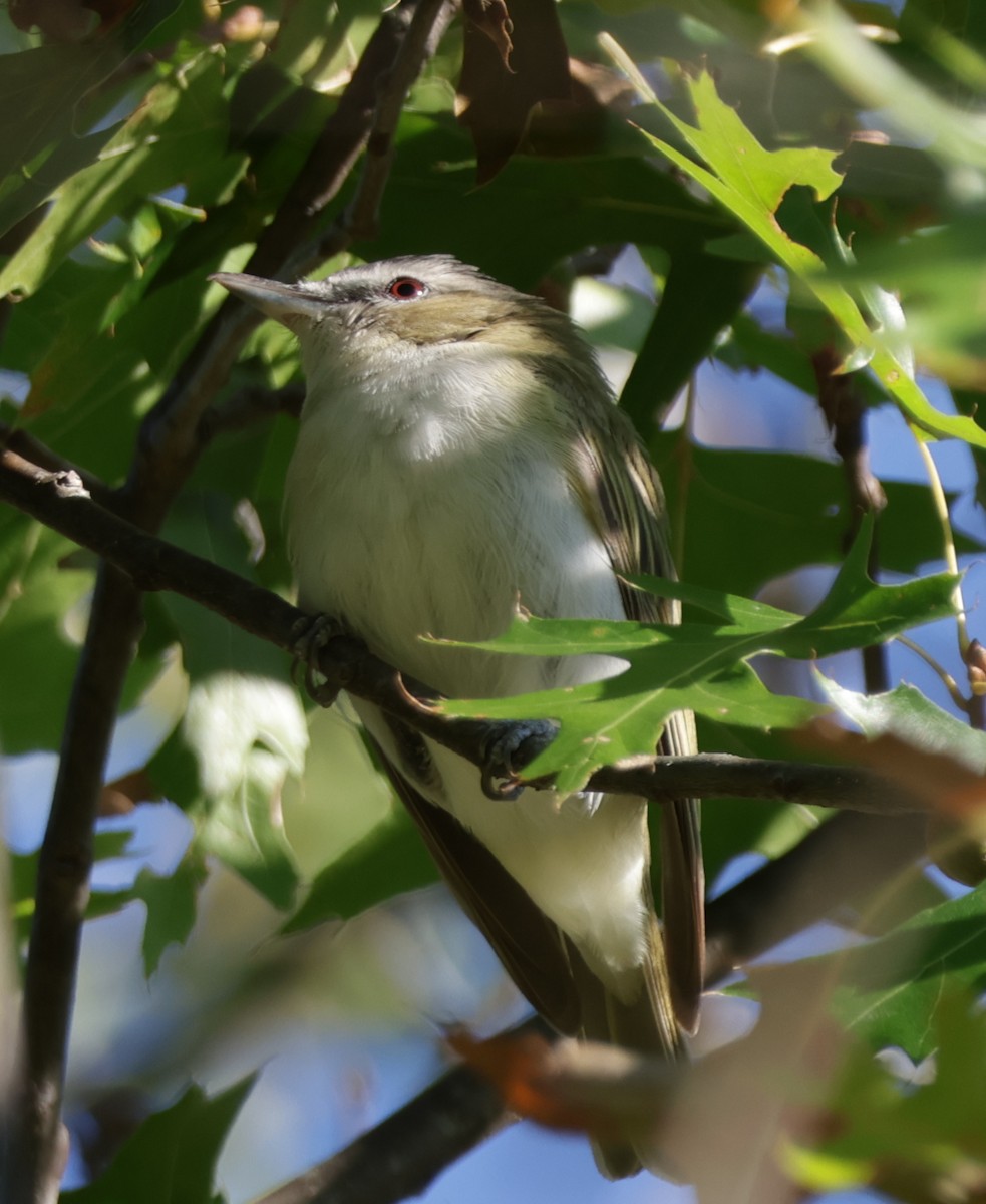 Kızıl Gözlü Vireo - ML642239955