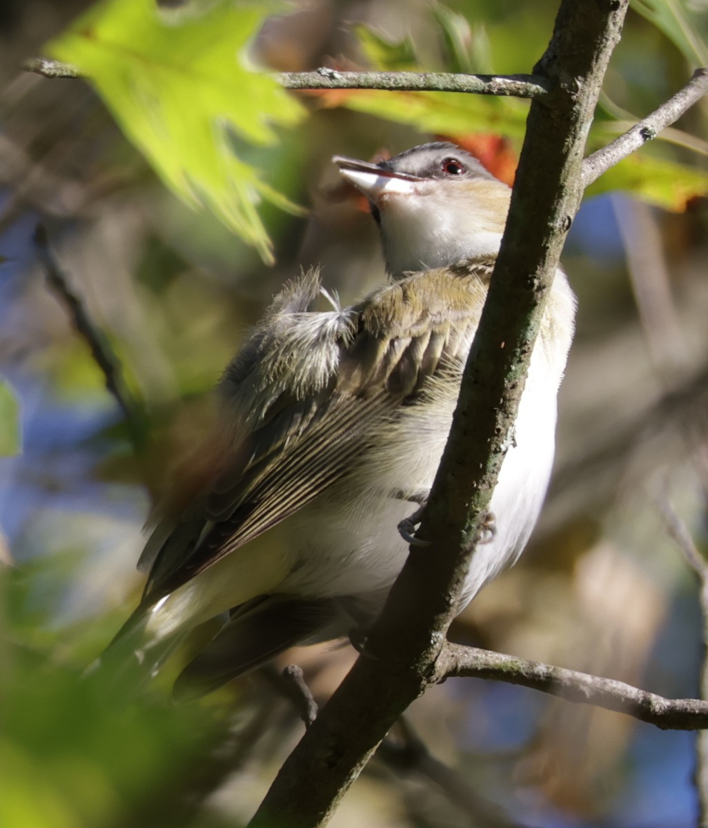 Kızıl Gözlü Vireo - ML642239956