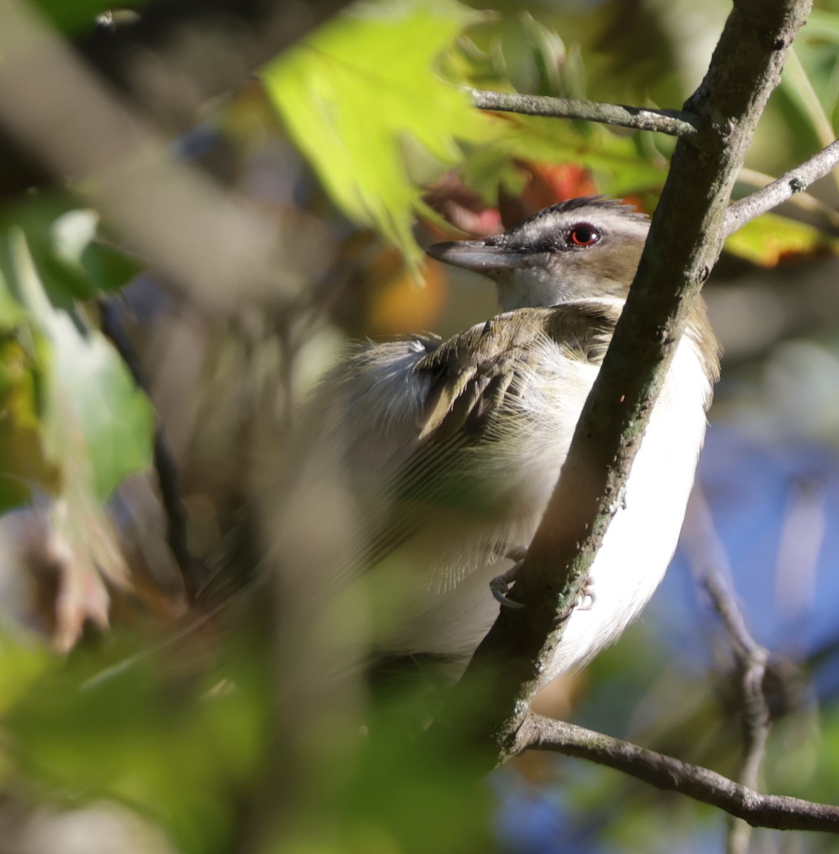 Kızıl Gözlü Vireo - ML642239957