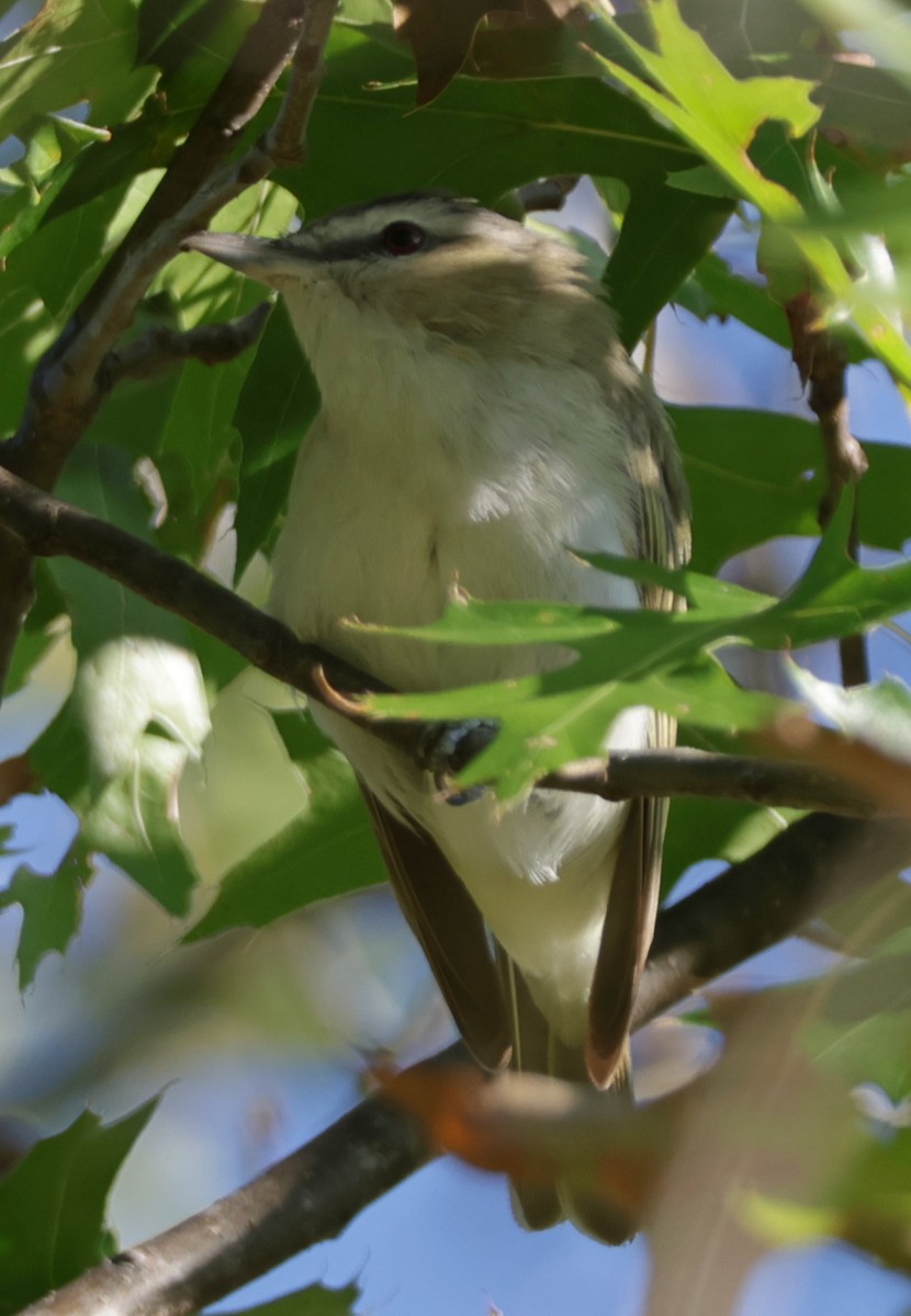 Kızıl Gözlü Vireo - ML642239958