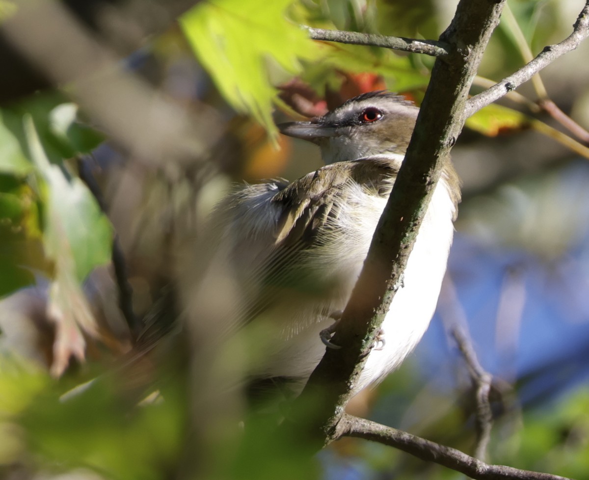 Kızıl Gözlü Vireo - ML642239959