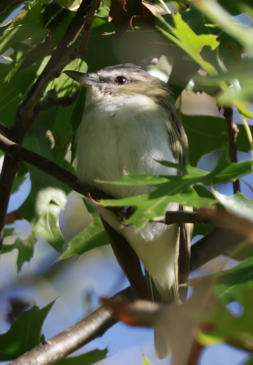 Kızıl Gözlü Vireo - ML642239960
