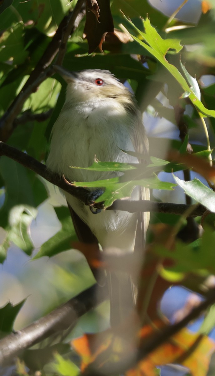 Kızıl Gözlü Vireo - ML642239961